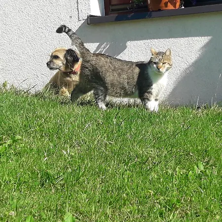 Appartement Fenowe Wzgorze *