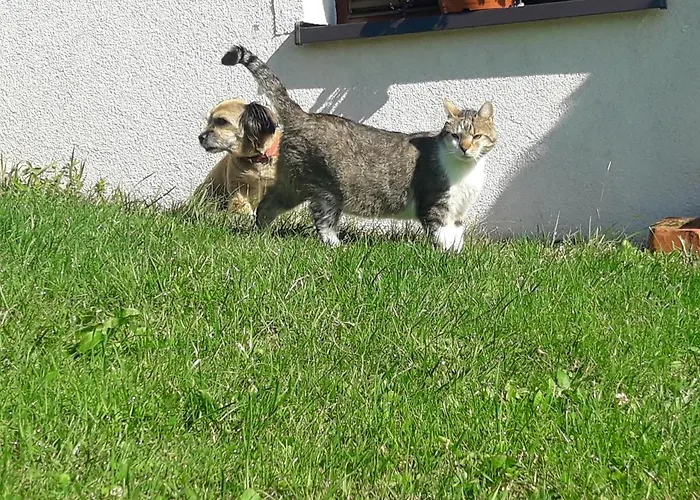 Apartament Fenowe Wzgórze *